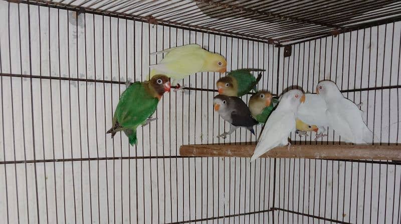 love bird, lovebird, Creamino, Decino, Albino, Parblu, Fisher 3