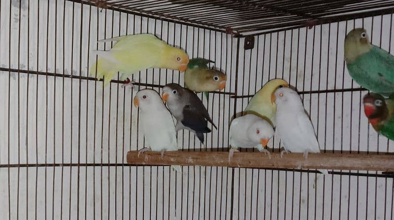 love bird, lovebird, Creamino, Decino, Albino, Parblu, Fisher 4