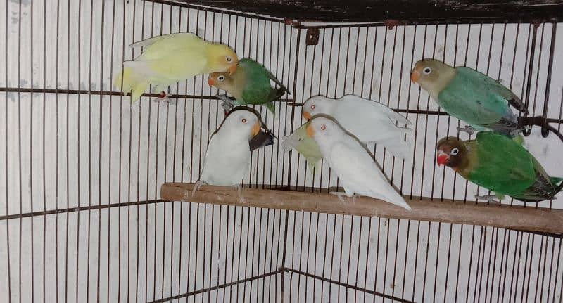 love bird, lovebird, Creamino, Decino, Albino, Parblu, Fisher 5