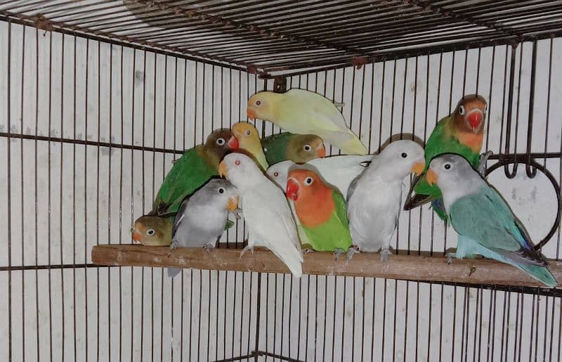 love bird, lovebird, Creamino, Decino, Albino, Parblu, Fisher 6