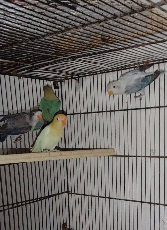 love bird, lovebird, Creamino, Decino, Albino, Parblu, Fisher 7