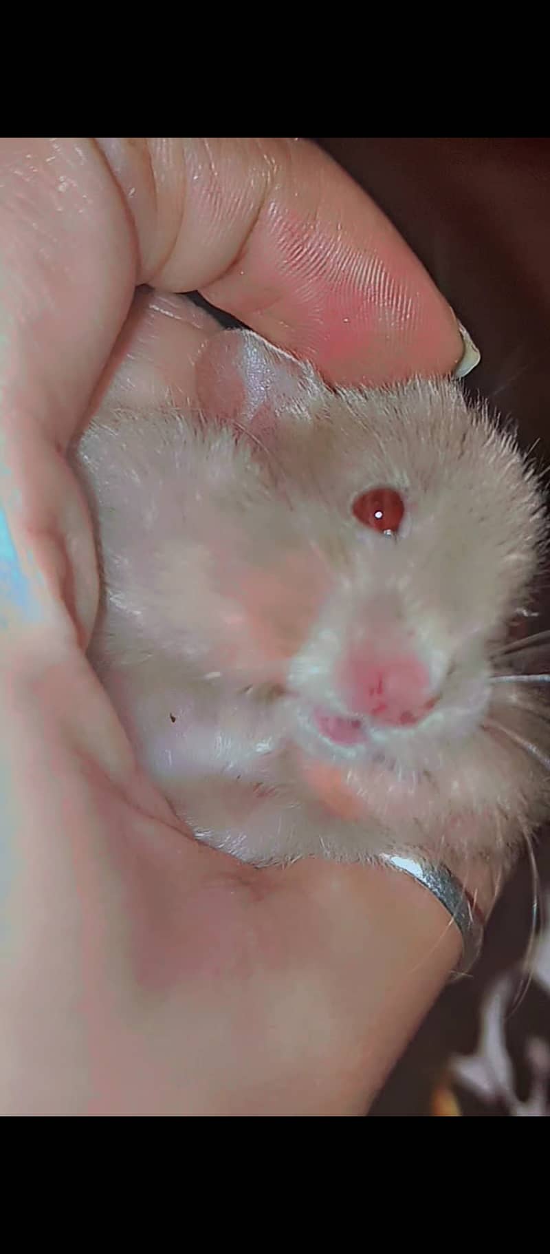 hamster male 2