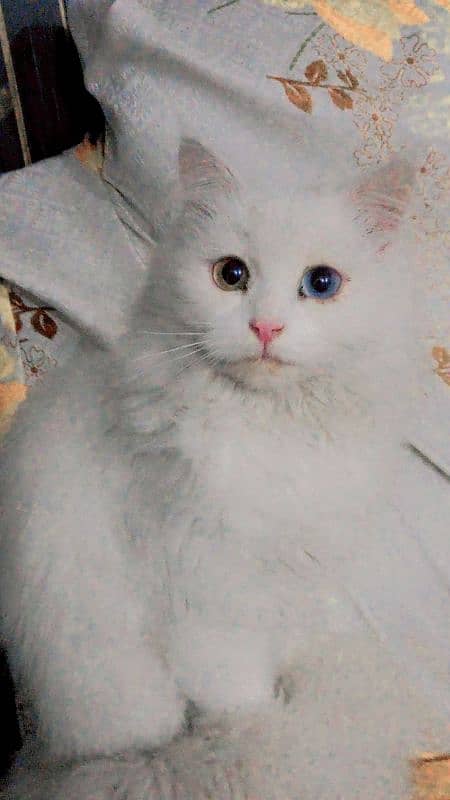 perian cat double coat,  Odd eyes 0