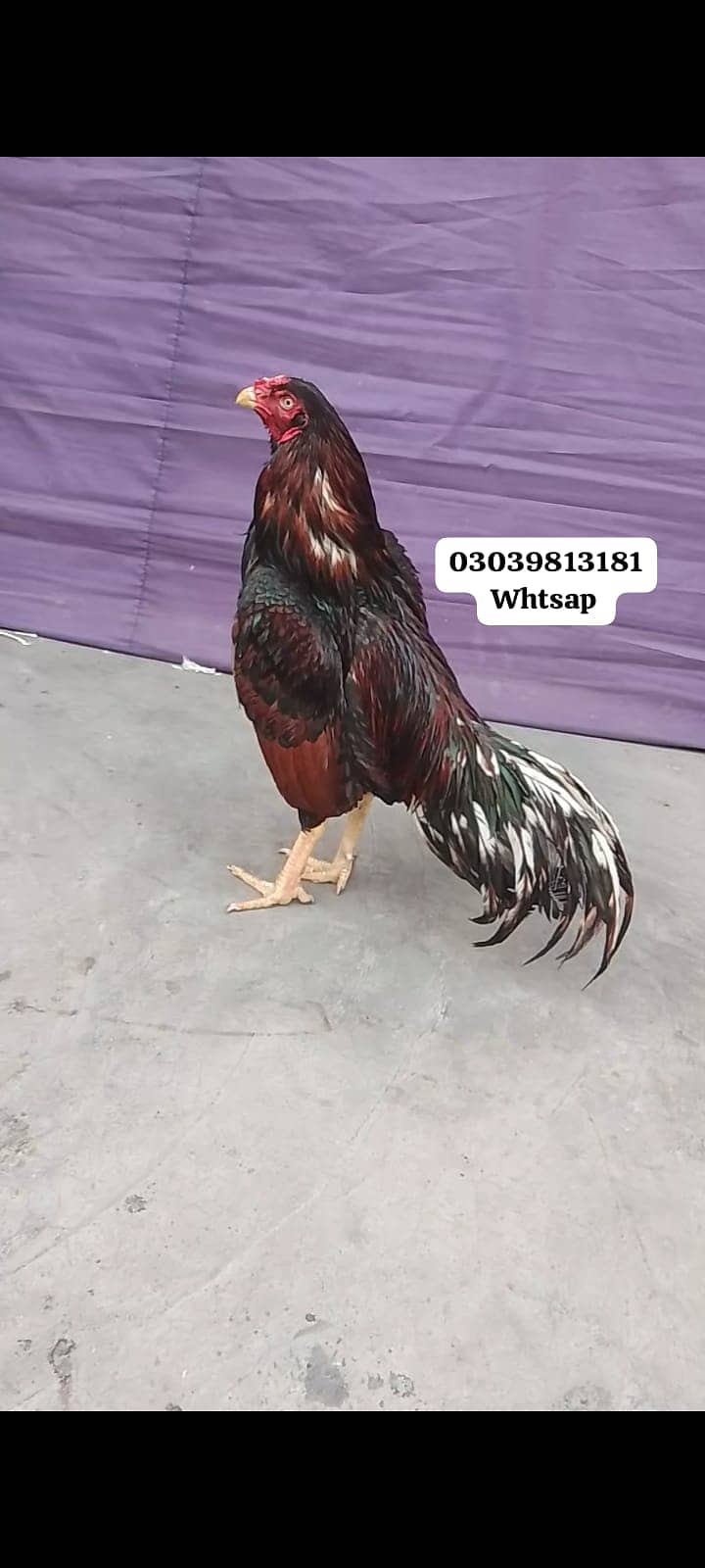 Aseel quality male 0303/ 9813181 1