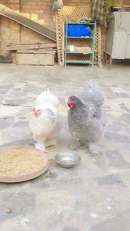 Brahma eggs available only eggs pair not for sale 2