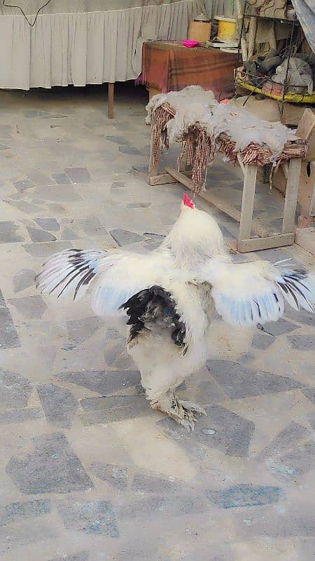 Brahma eggs available only eggs pair not for sale 3