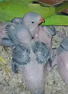 ringneck parrot breeder pair