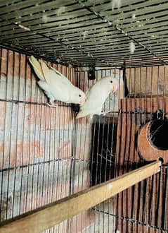 Albino Slit Red Eyeys Breeder Pair For sale