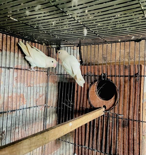 Albino Slit Red Eyeys Breeder Pair For sale 3