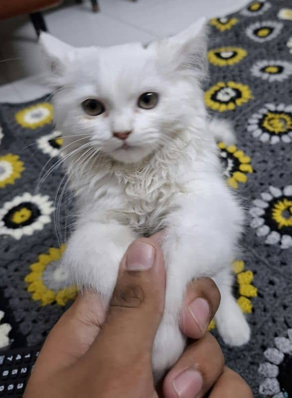 Lion Face Triple Coated Persian Kitten (3 months age) 1