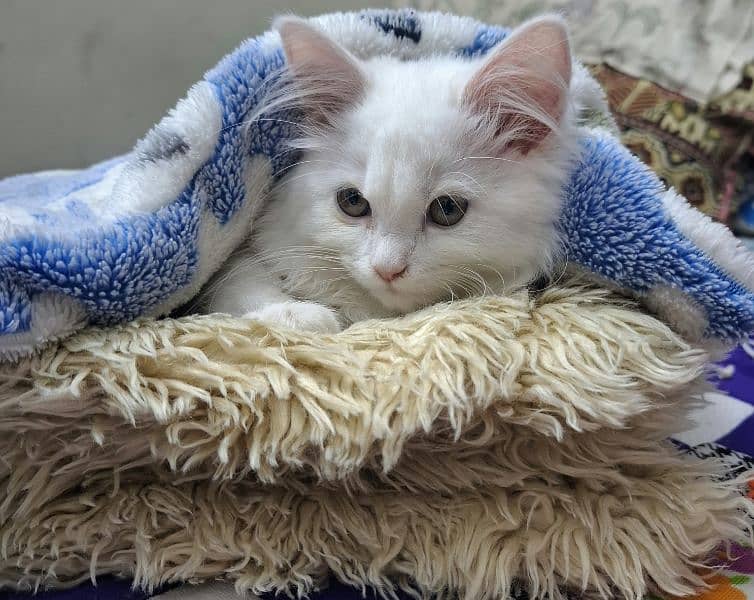 Lion Face Triple Coated Persian Kitten (3 months age) 2