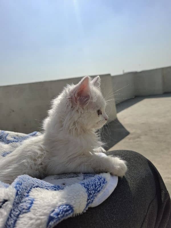 Lion Face Triple Coated Persian Kitten (3 months age) 3