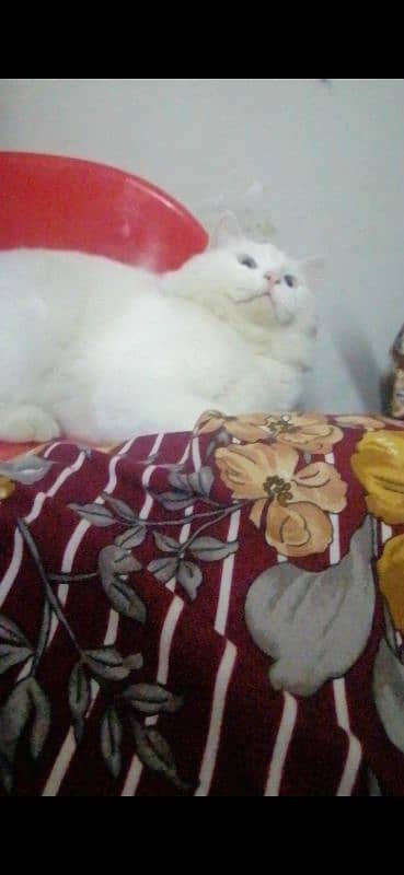 i want to sale my male persian cat 2