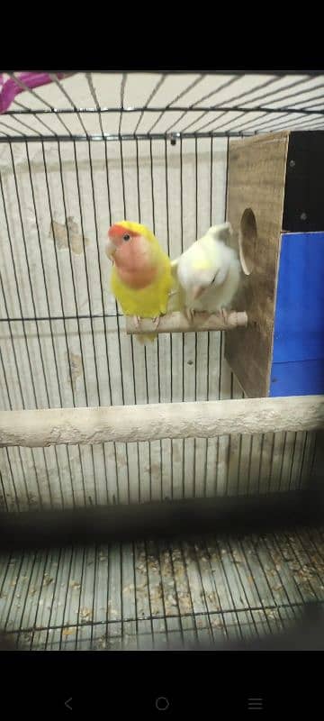 Love birds 1