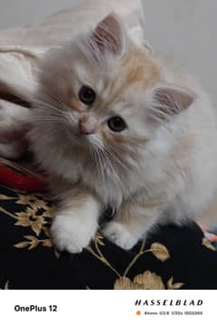 Persian Female Kitten