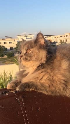 persian cat for sale