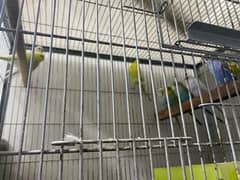 Austrailian parrots 9 pieces