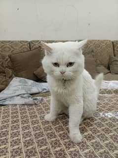 German Persian cat for sale