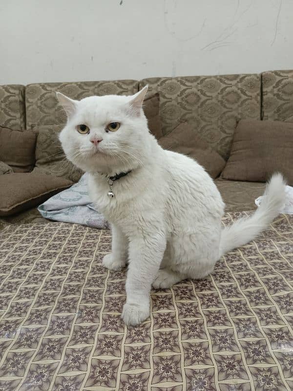 German Persian cat for sale 1