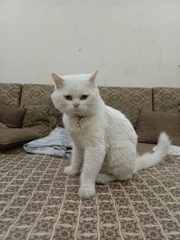 German Persian cat for sale 3