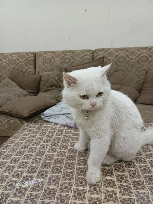 German Persian cat for sale 7