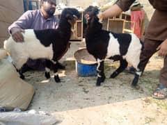 Gullabi pure Bakra