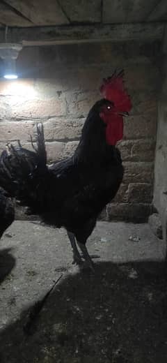 Austrolop hens pair. . Healthy home breed