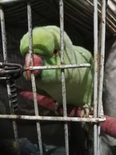 Green Parrot