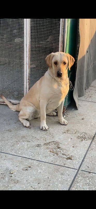 Labrador female 0