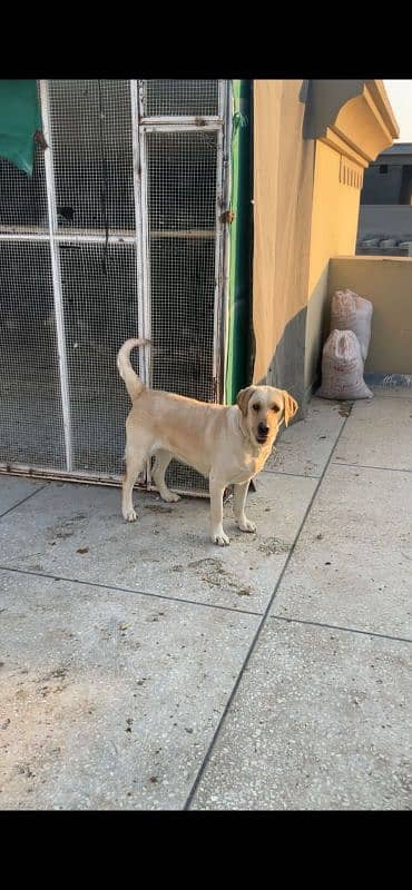 Labrador female 1