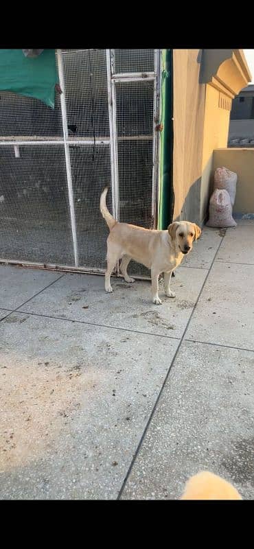 Labrador female 2