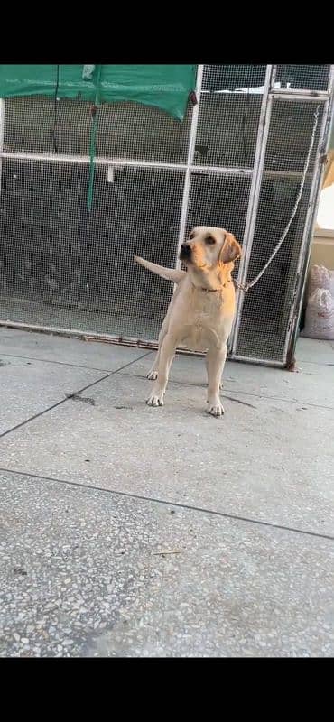 Labrador female 3