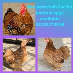 fartail Eggs available