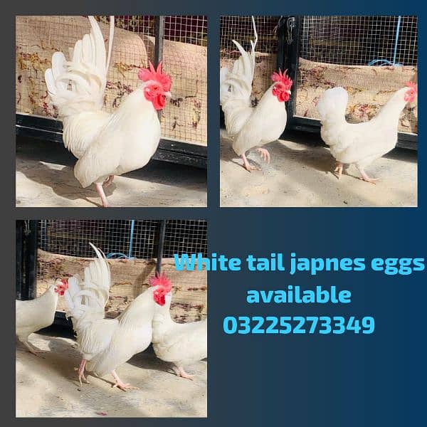 fartail Eggs available 1