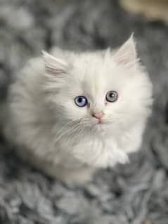 Persian kitten