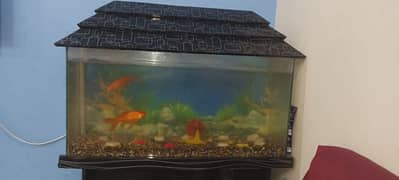 2 fish orange colour with fish box oxygen kit awailable