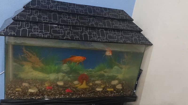 2 fish orange colour with fish box oxygen kit awailable 1