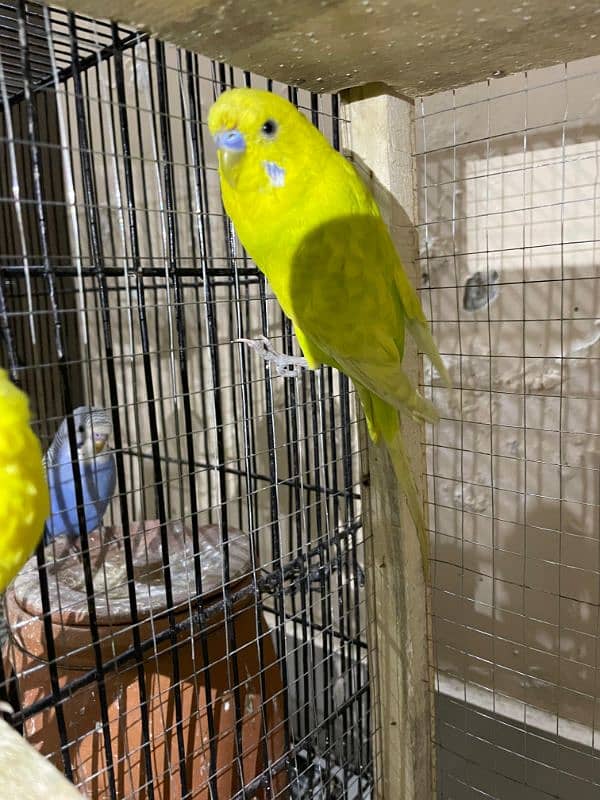 Australian parot 3