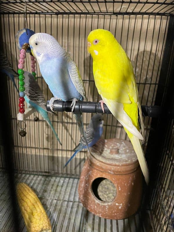 Australian parot 6