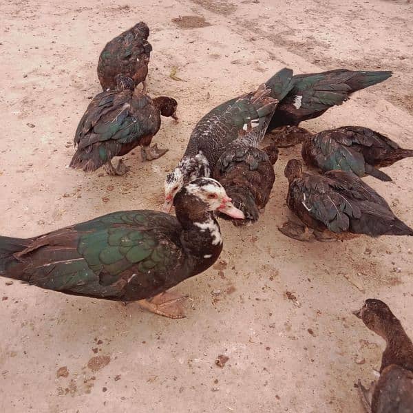 Muscovy Ducks 3