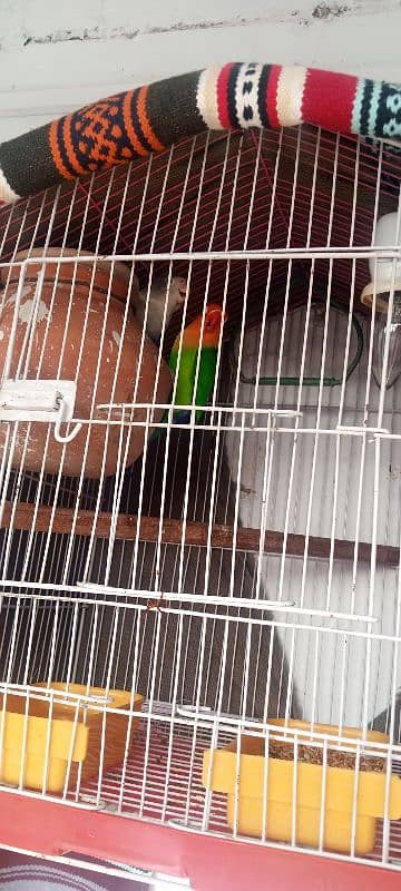 lovebird breeder pair with cage and all accessories for sale 0