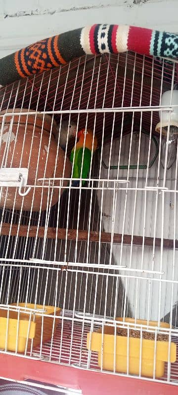 lovebird breeder pair with cage and all accessories for sale 1