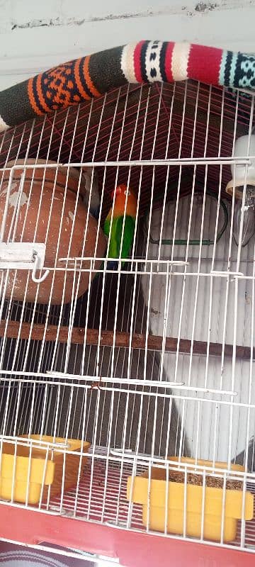 lovebird breeder pair with cage and all accessories for sale 2