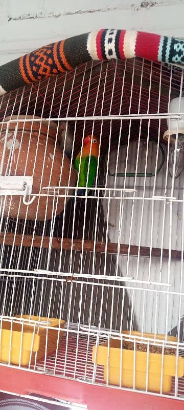 lovebird breeder pair with cage and all accessories for sale 3