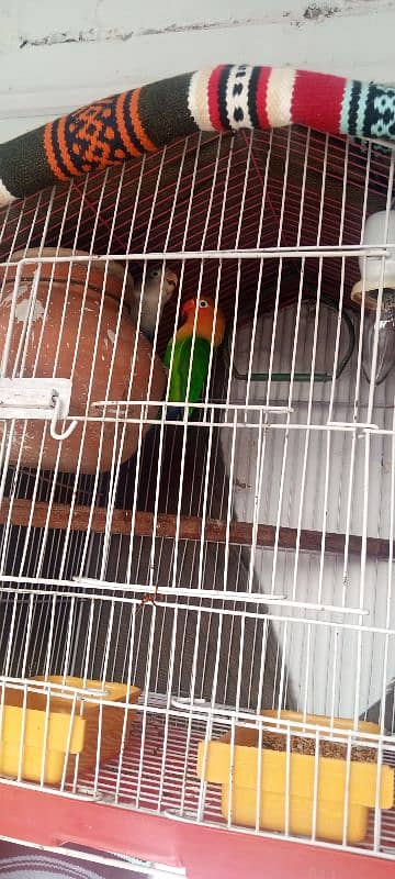 lovebird breeder pair with cage and all accessories for sale 4