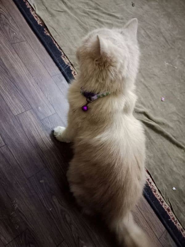 Persian female Cat (Urgent sell) 1