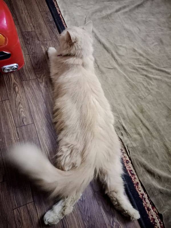 Persian female Cat (Urgent sell) 2