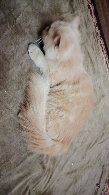 Persian female Cat (Urgent sell) 4