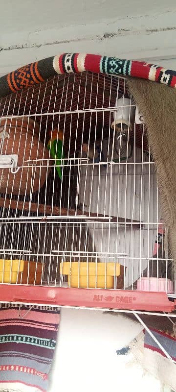 lovebird breeder pair with cage and all accessories for sale 5