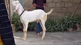 bakra